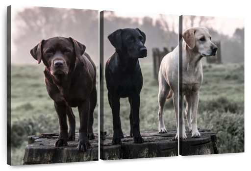 ElephantStock Labrador Dogs Wall Art