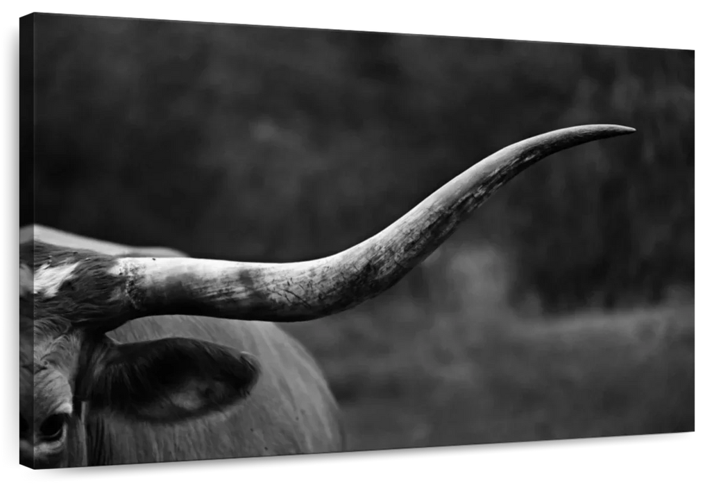 ElephantStock Texas Longhorn Cattle Wall Art