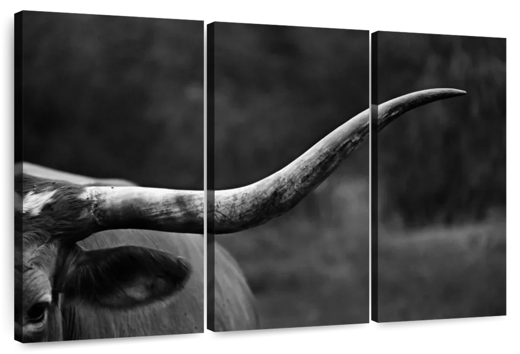 ElephantStock Texas Longhorn Cattle Wall Art