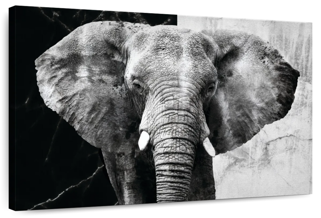 ElephantStock Elephant Black And White Wall Art