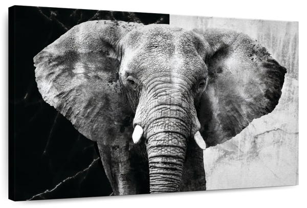 ElephantStock Elephant Black And White Wall Art