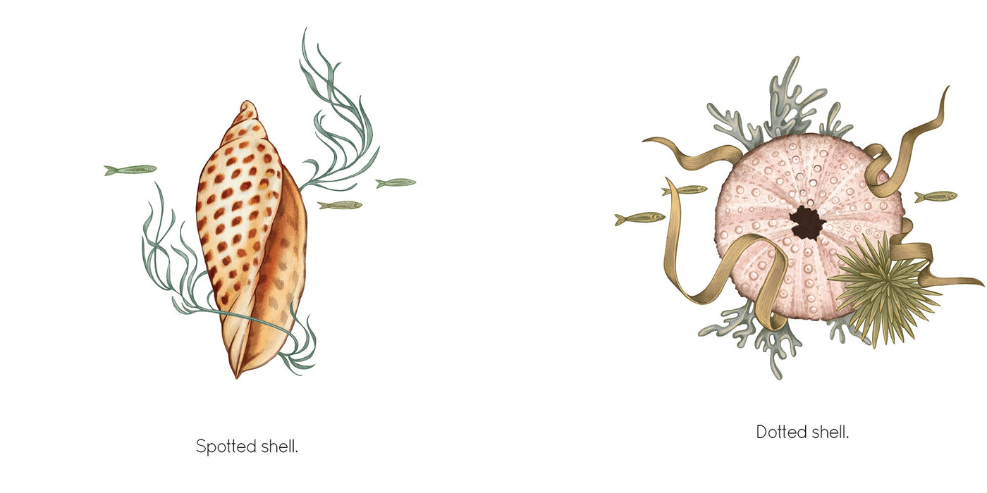 Creative Company Seashell Book