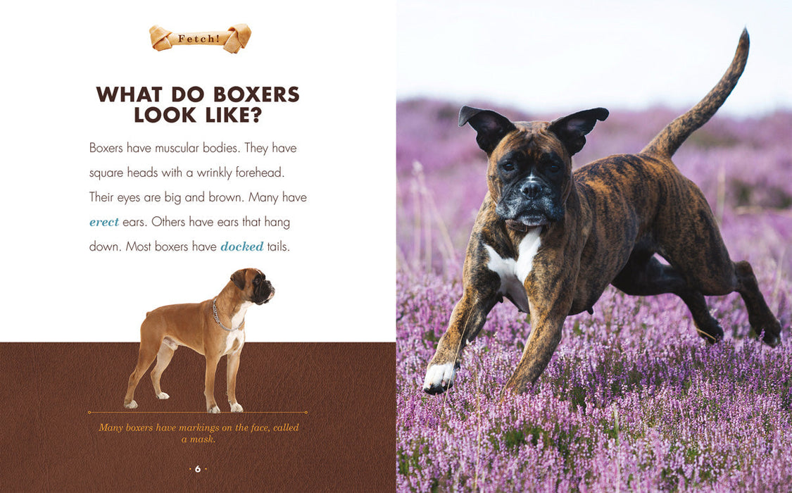 Creative Company Fetch!: Boxers Book