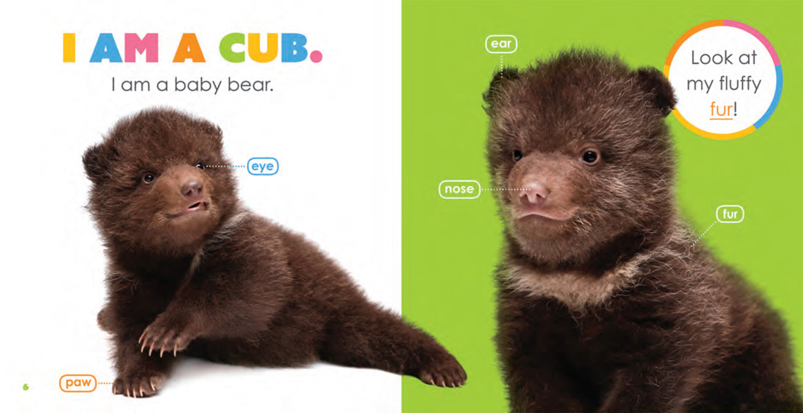 Creative Company Starting Out: Baby Bears Book