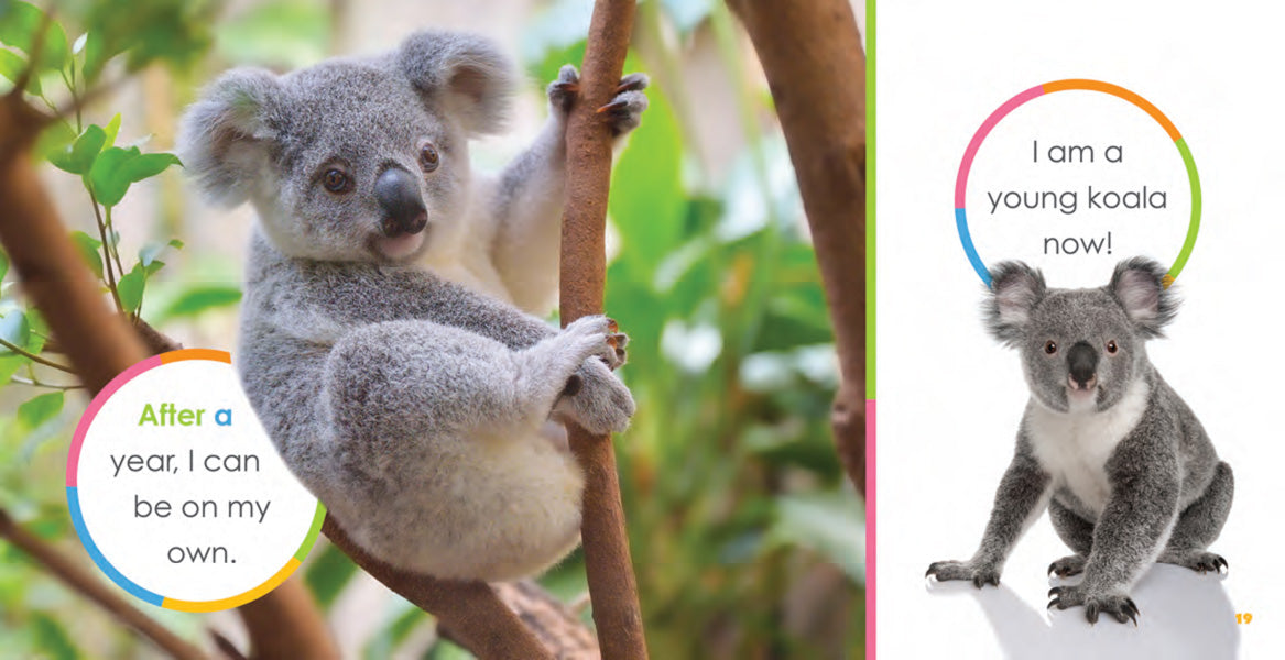Creative Company Starting Out: Baby Koalas Book
