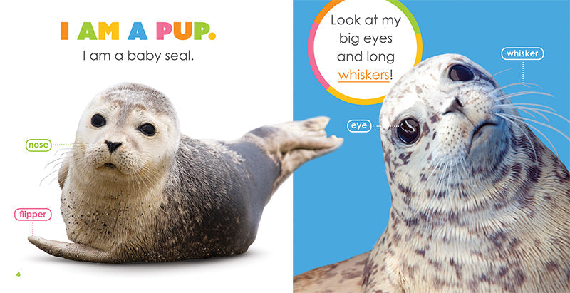 Creative Company Starting Out: Baby Seals Book