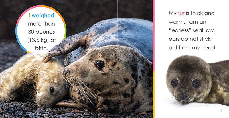 Creative Company Starting Out: Baby Seals Book