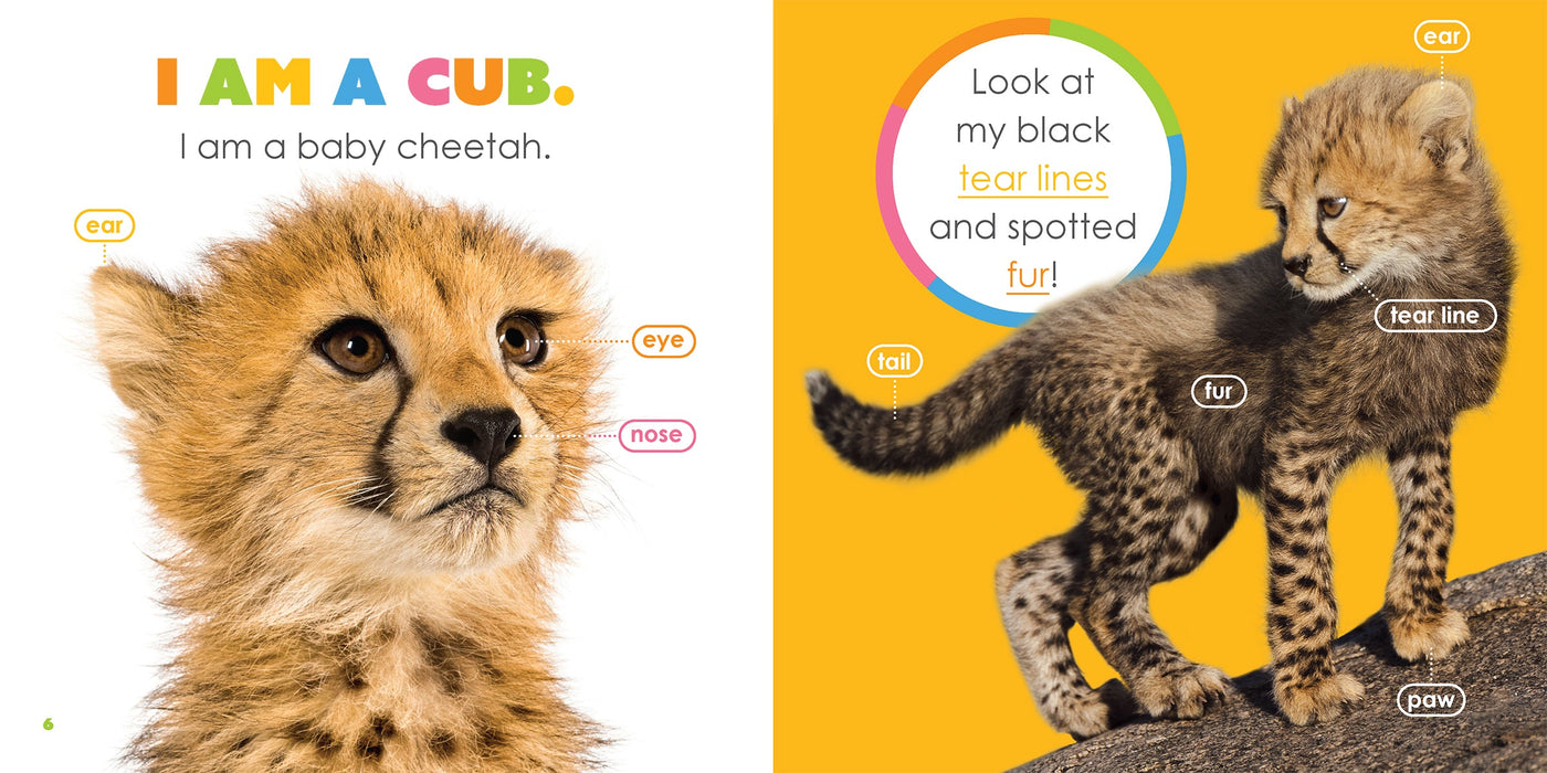 Creative Company Starting Out: Baby Cheetahs Book