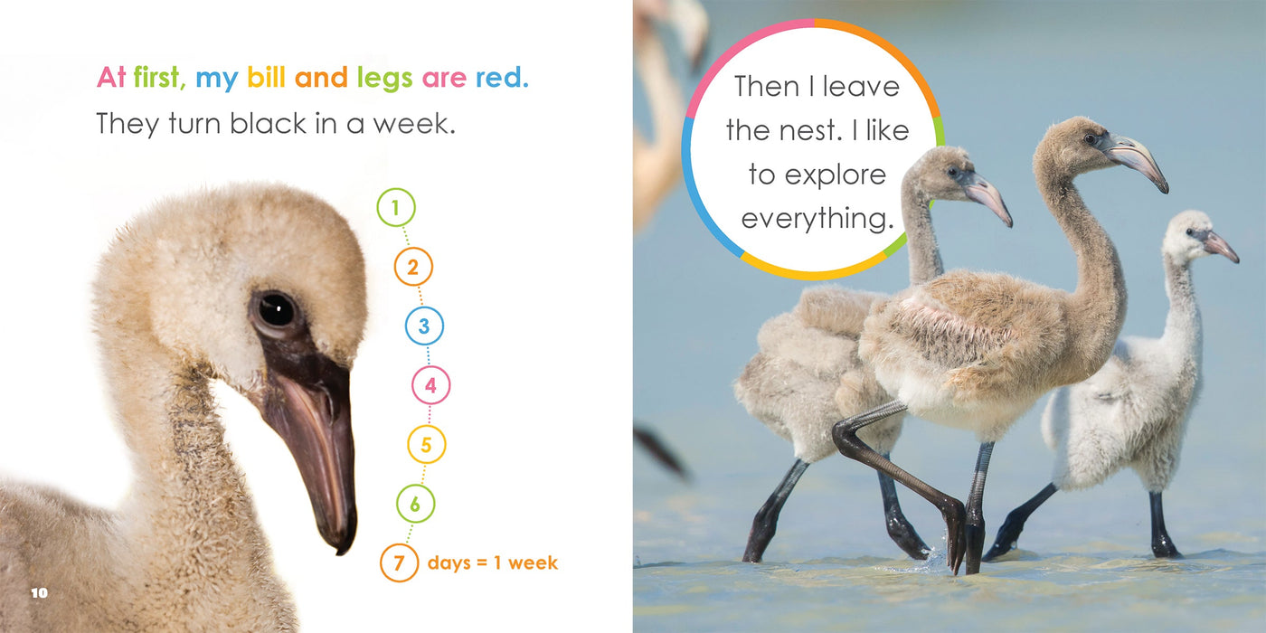Creative Company Starting Out: Baby Flamingos Book