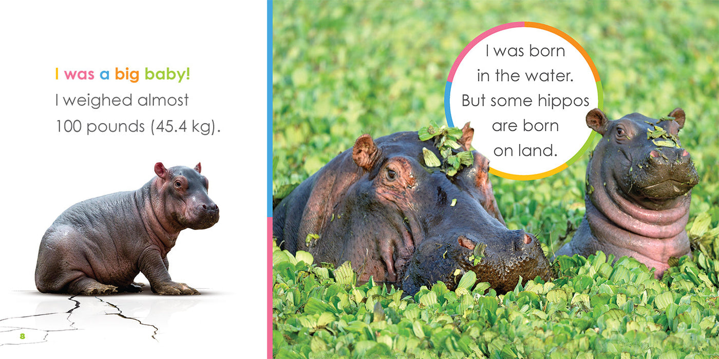 Creative Company Starting Out: Baby Hippopotamuses Book