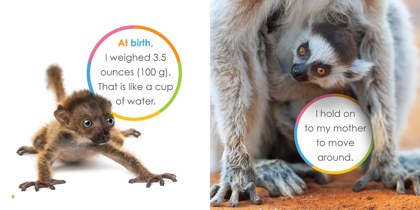 Creative Company Starting Out: Baby Lemurs Book