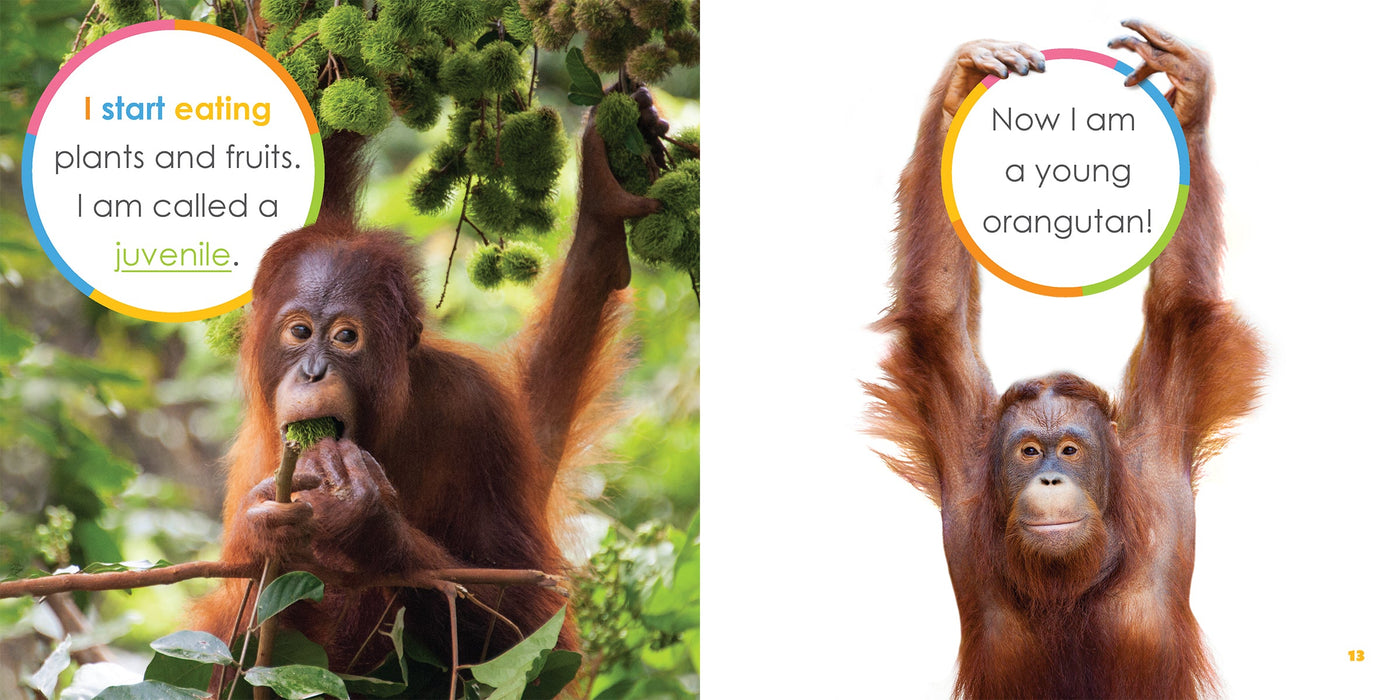 Creative Company Starting Out: Baby Orangutans Book
