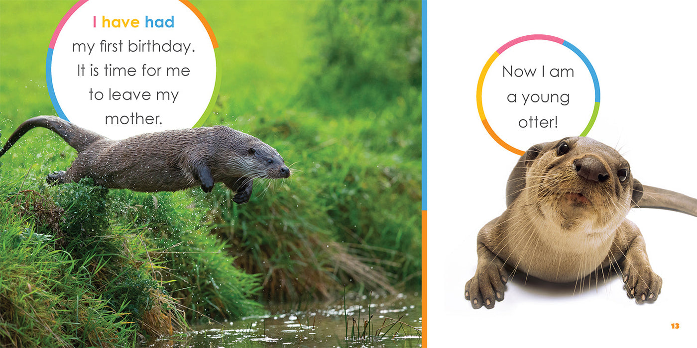 Creative Company Starting Out: Baby Otters Book