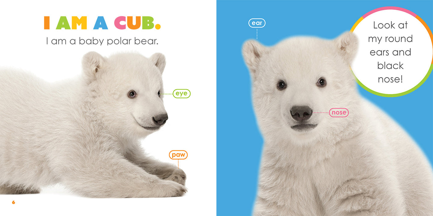 Creative Company Starting Out: Baby Polar Bears Book