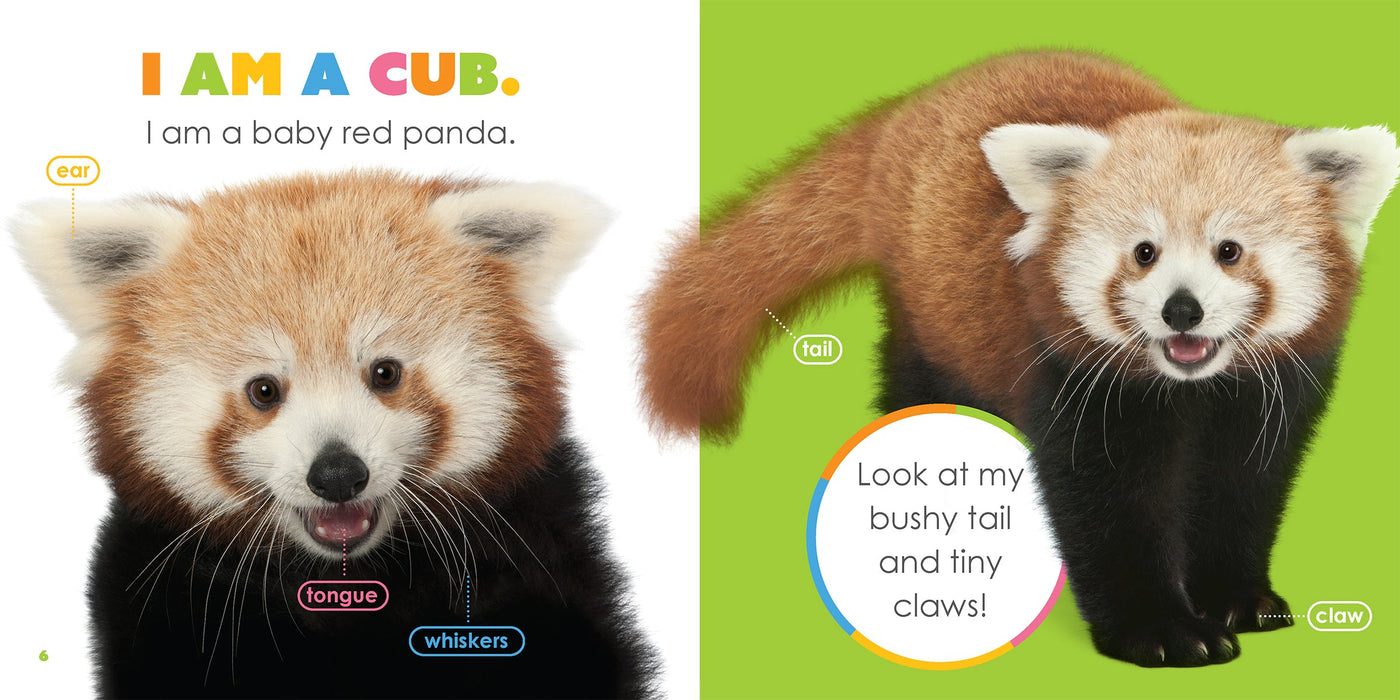 Creative Company Starting Out: Baby Red Pandas Book