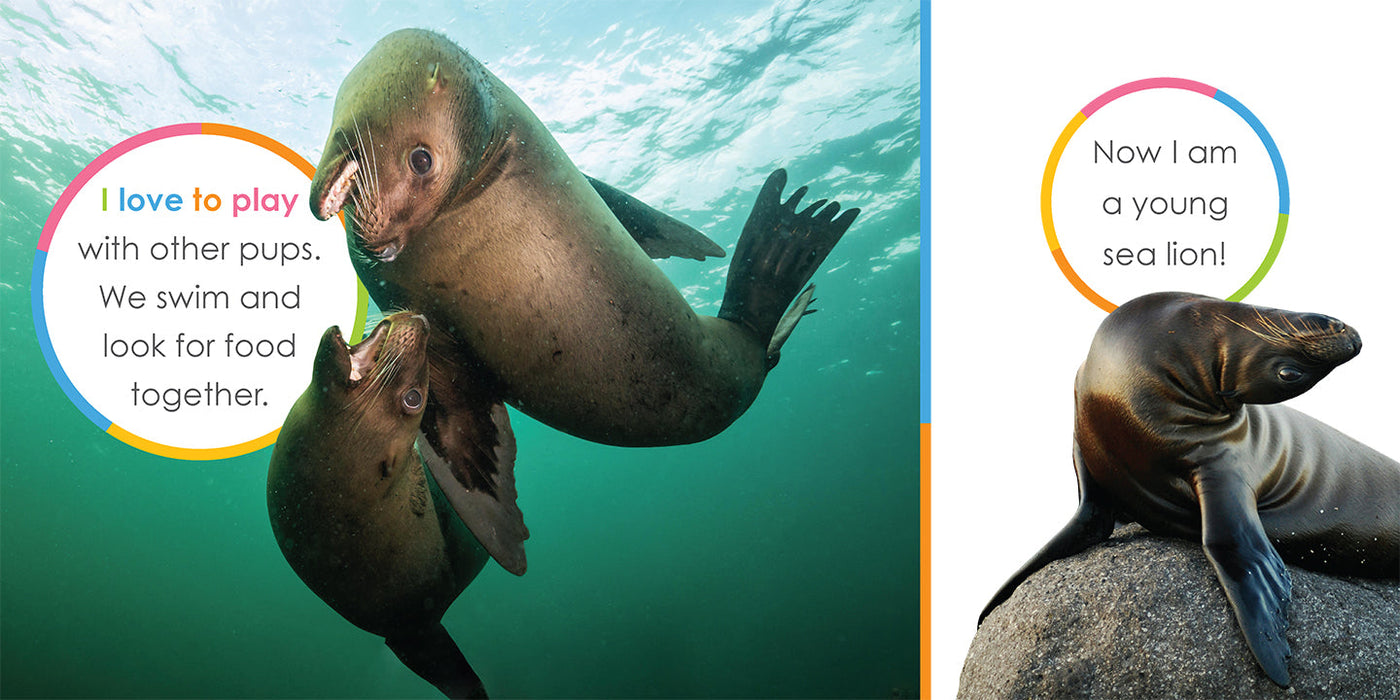 Creative Company Starting Out: Baby Sea Lions Book