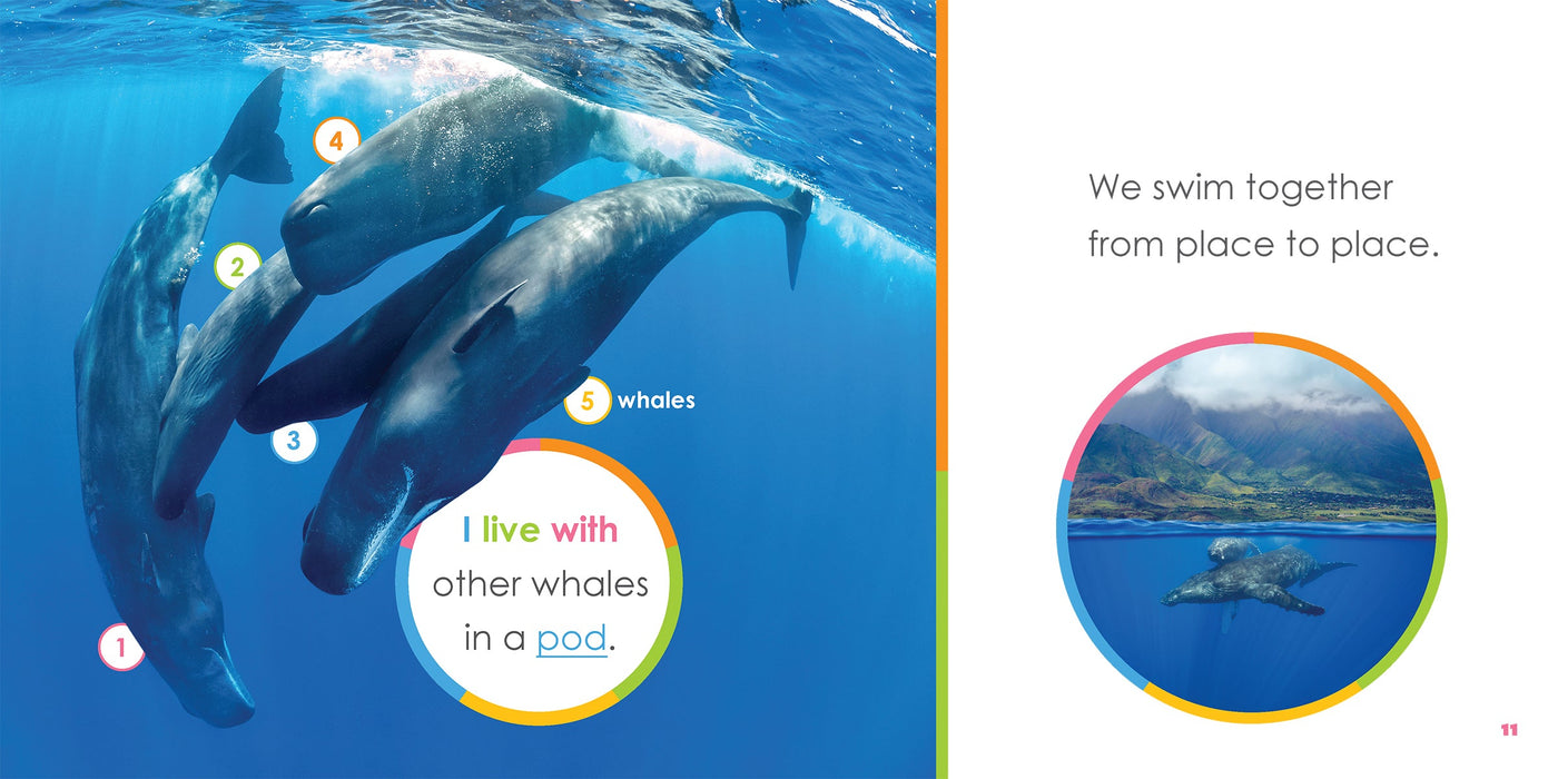 Creative Company Starting Out: Baby Whales Book