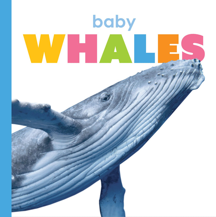 Creative Company Starting Out: Baby Whales Book