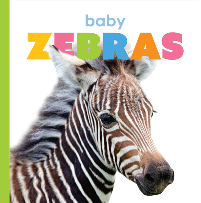 Creative Company Starting Out: Baby Zebras Book