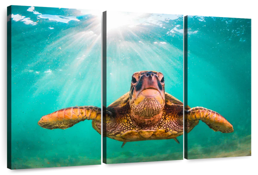 ElephantStock Maui Green Turtle Wall Art