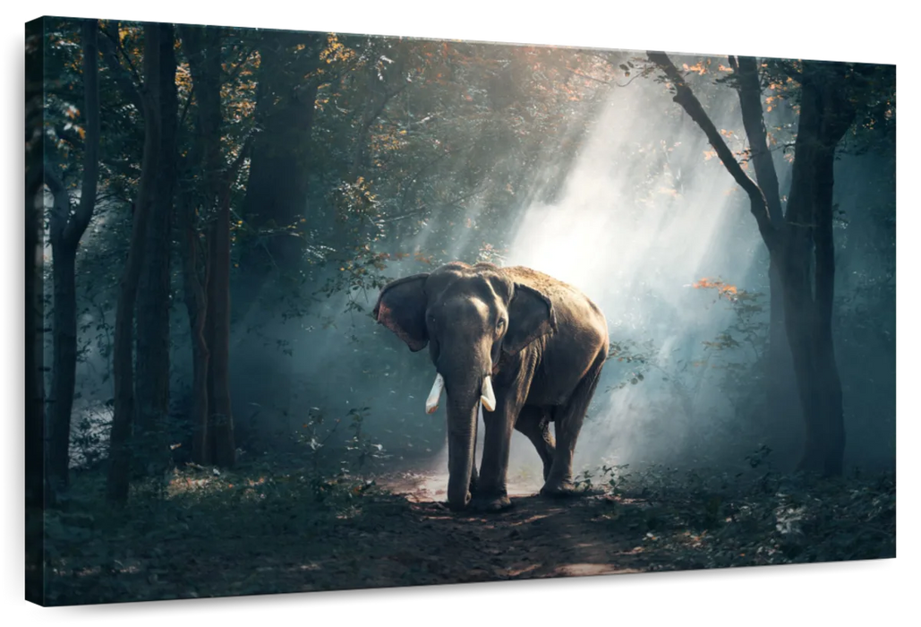 ElephantStock African Forest Elephant Wall Art