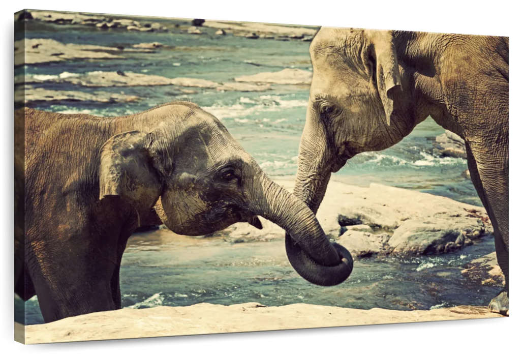 ElephantStock Asian Elephants Wall Art