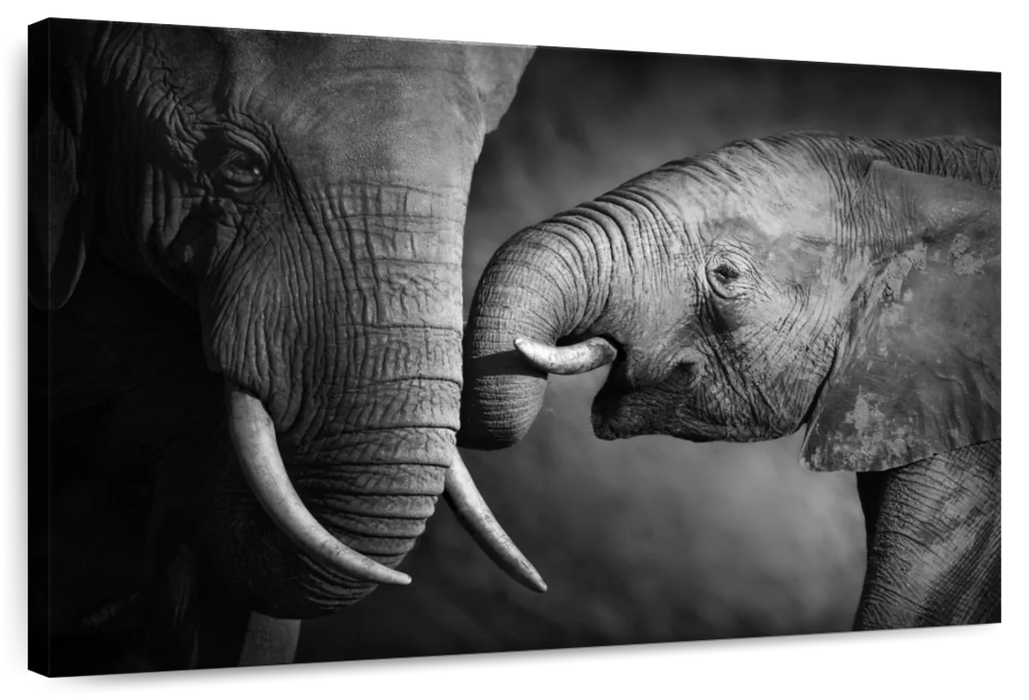 ElephantStock Elephant Affection Wall Art