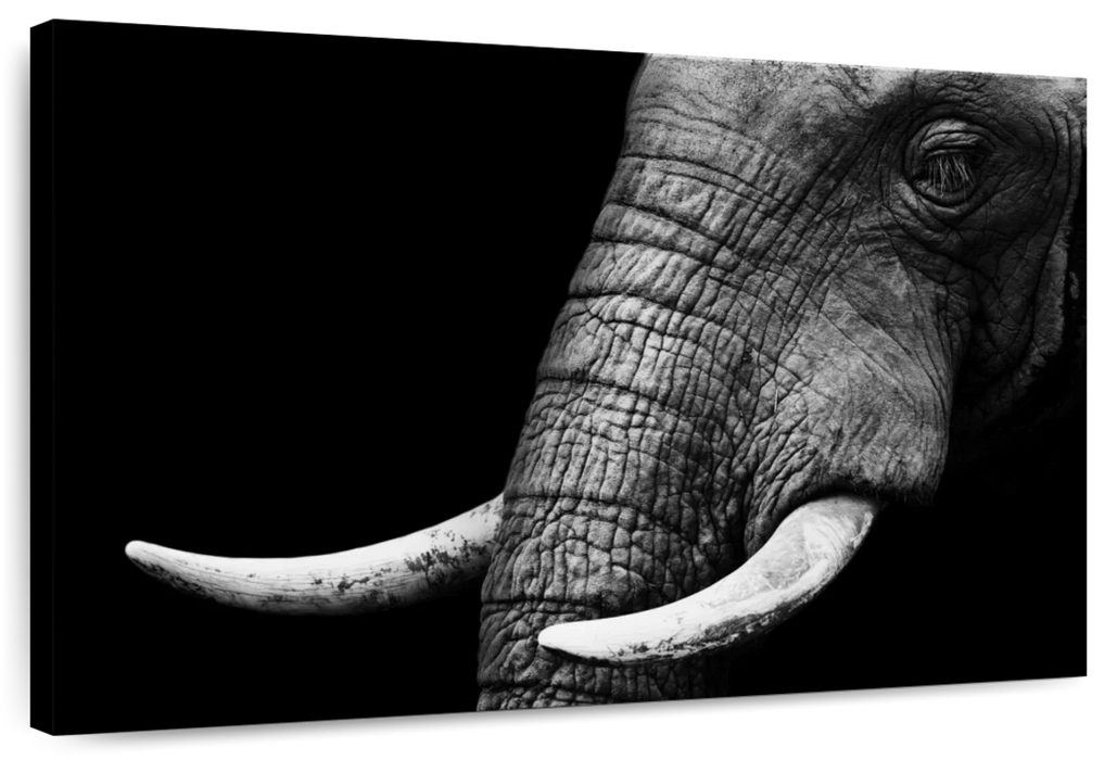 ElephantStock Elephant Close Up Wall Art