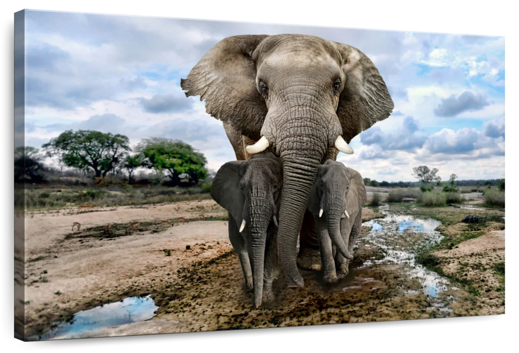 ElephantStock Safari Elephants Wall Art