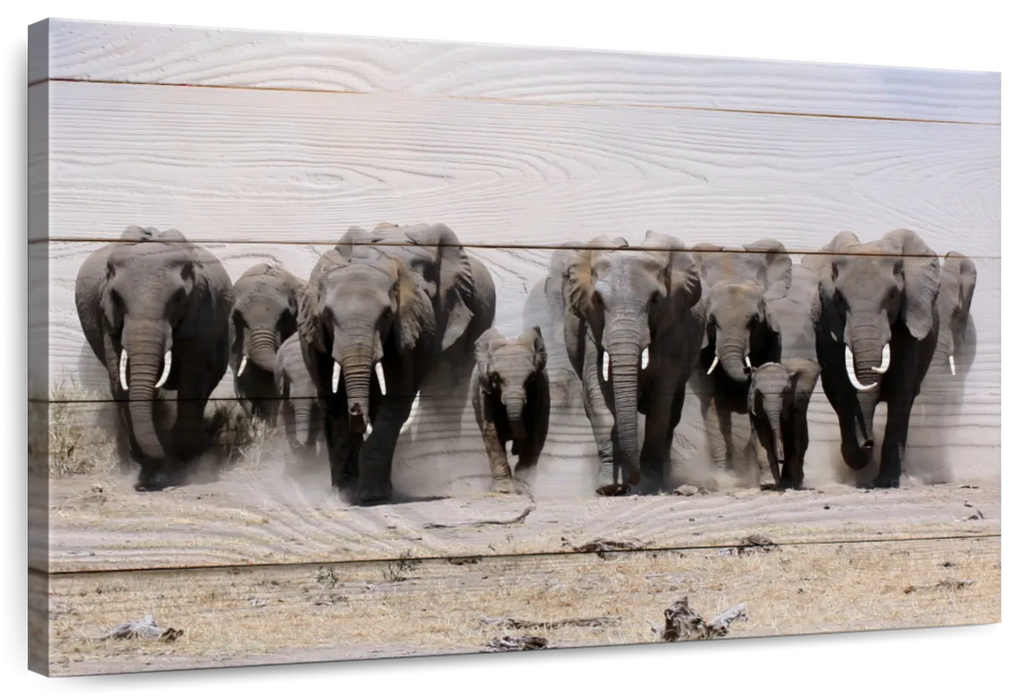 ElephantStock Elephants In Motion Wall Art