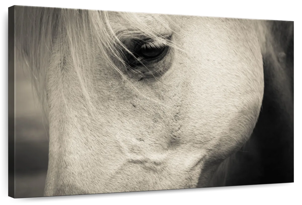 ElephantStock White Horse Eye Wall Art