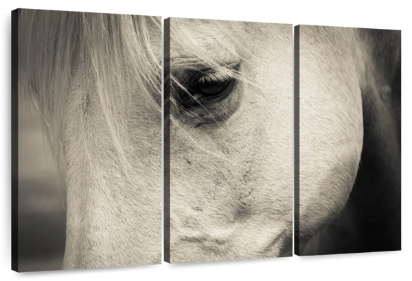 ElephantStock White Horse Eye Wall Art