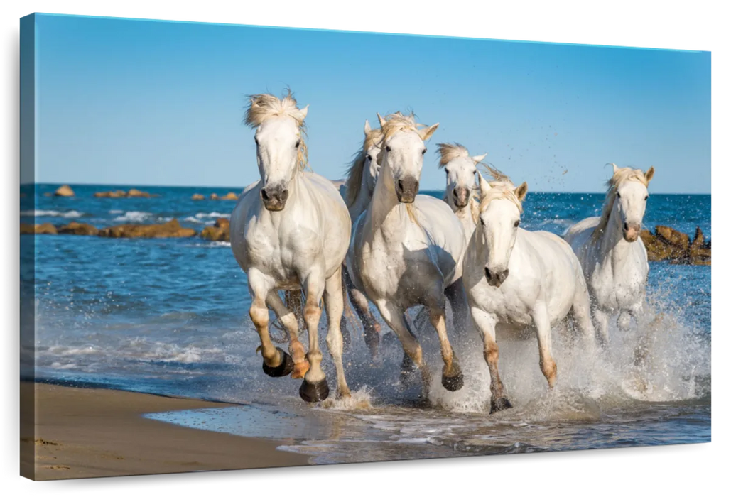 ElephantStock Camargue Horses Wall Art