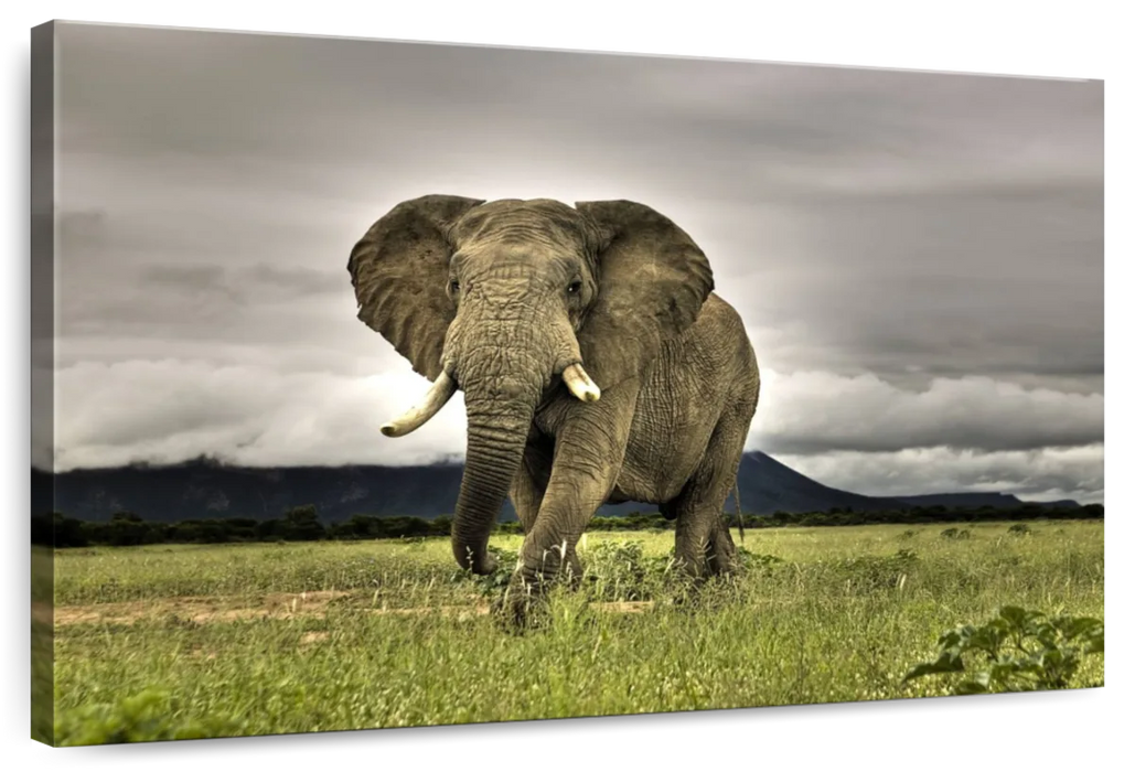 ElephantStock Elephant Landscape Wall Art