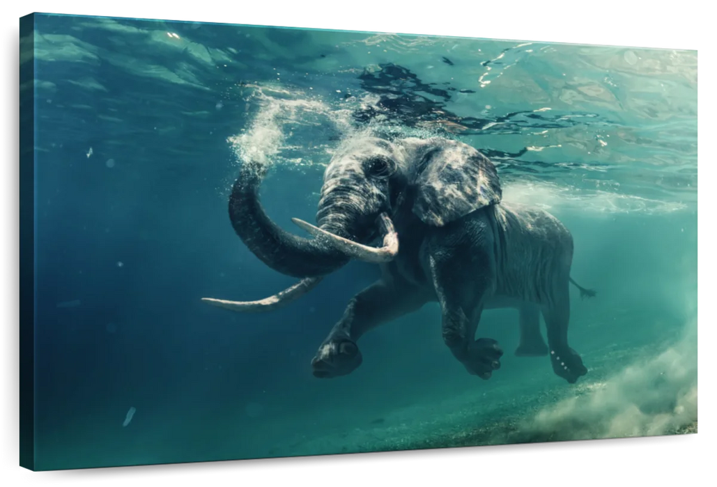 ElephantStock Swimming Elephant Wall Art