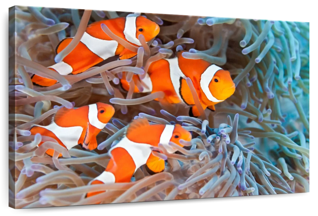 ElephantStock Clown Fish Wall Art