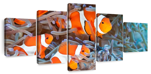 ElephantStock Clown Fish Wall Art