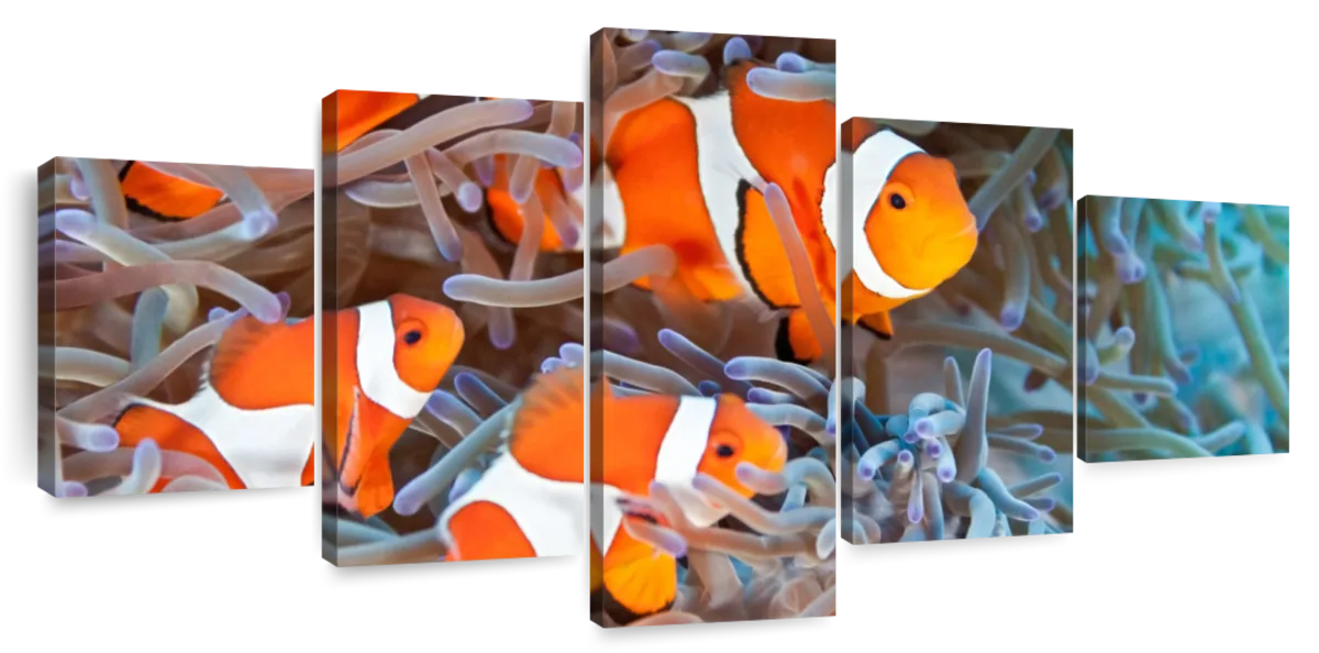 ElephantStock Clown Fish Wall Art