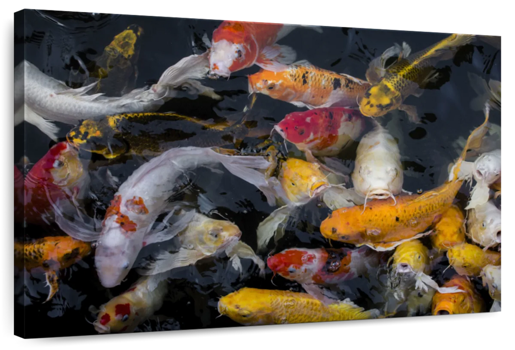 ElephantStock Abundant Koi Fish Wall Art