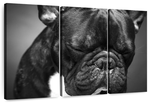 ElephantStock Melancholic French Bulldog Wall Art