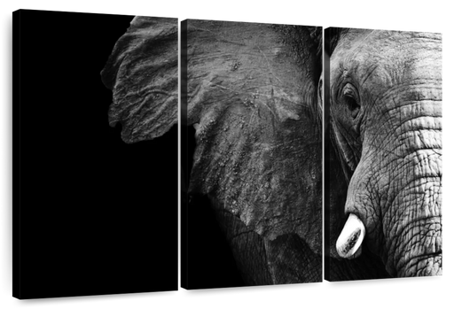 ElephantStock Wise Elephant Wall Art