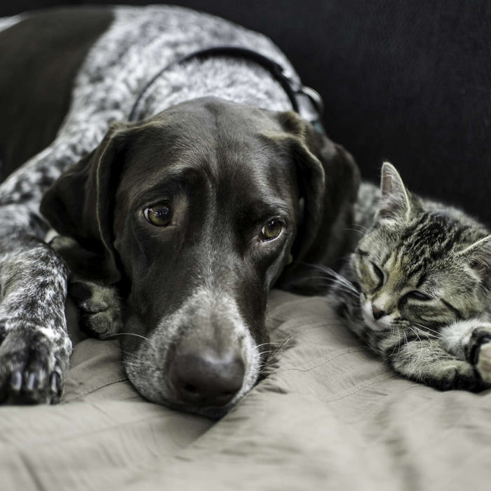 ElephantStock Dog And Cat Friends Wall Art