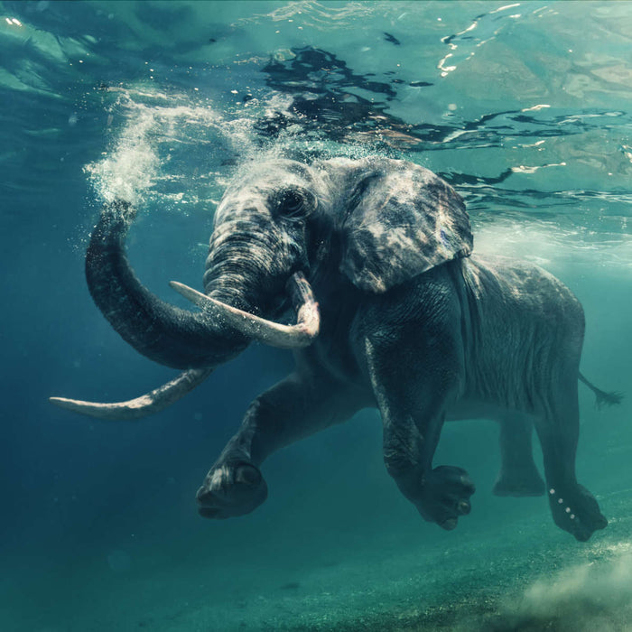 ElephantStock Swimming Elephant Wall Art