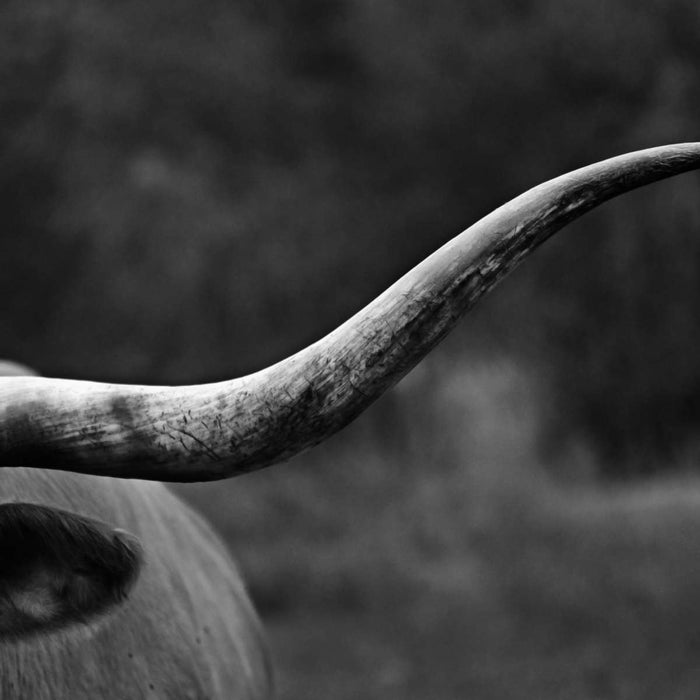 ElephantStock Texas Longhorn Cattle Wall Art