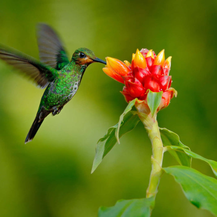 ElephantStock Flower And Green Hummingbird Wall Art