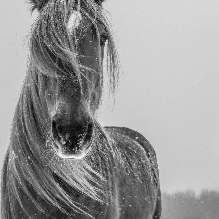 ElephantStock Winter Horse Wall Art