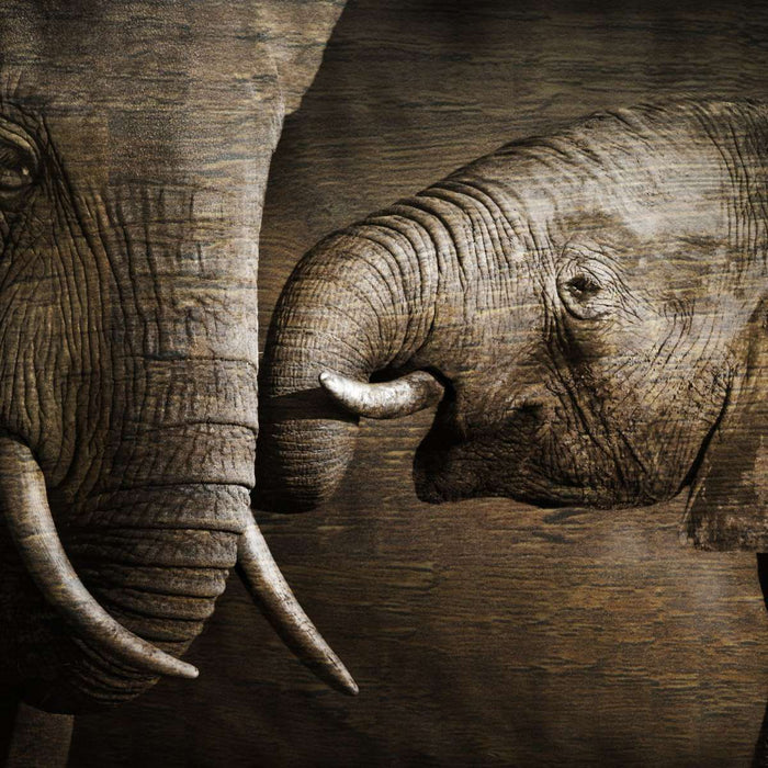 ElephantStock Affectionate Elephants Wall Art