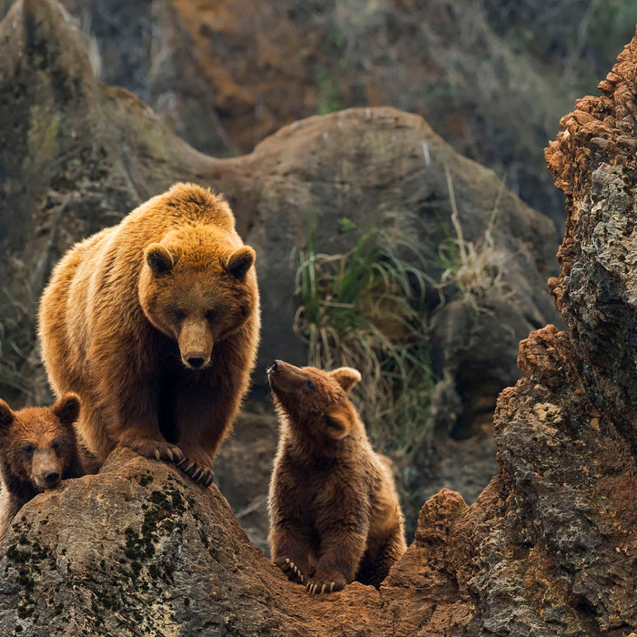 ElephantStock Bear And Cubs Wall Art