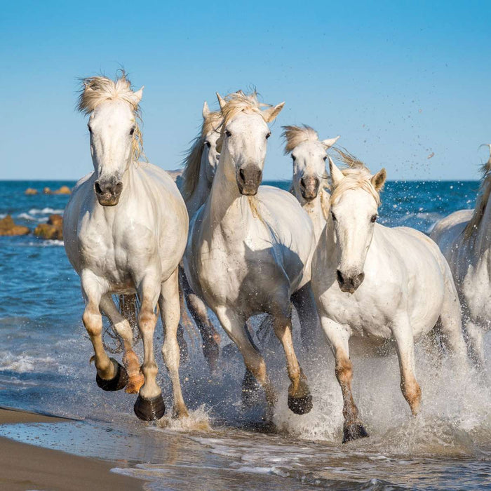 ElephantStock Camargue Horses Wall Art