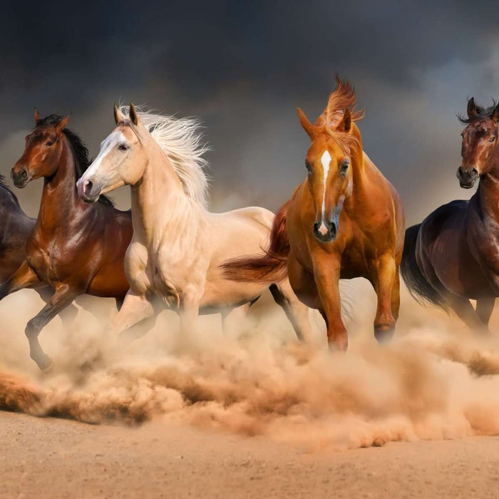 ElephantStock Desert Roaming Horses Wall Art